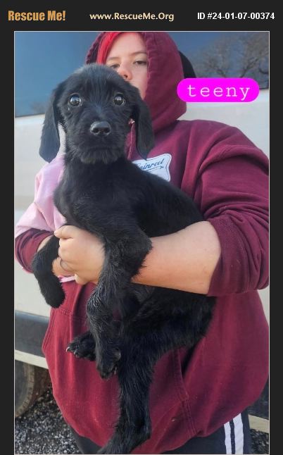 ADOPT 24010700374 ~ Lab Rescue ~ Seattle, WA