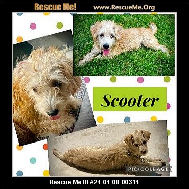 - Arizona Poodle Rescue - ADOPTIONS - Rescue Me!