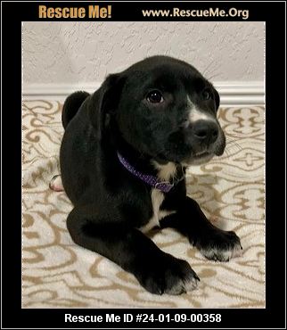 - Florida Lab Rescue - ADOPTIONS - Rescue Me!