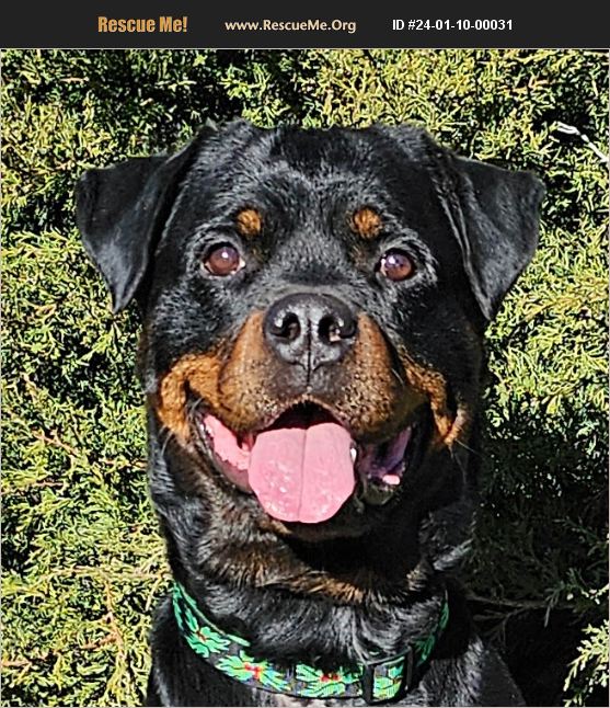 ADOPT 24011000031 ~ Rottweiler Rescue ~ Albuquerque, NM