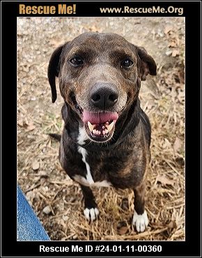 - Arkansas Dog Rescue - ADOPTIONS - Rescue Me!