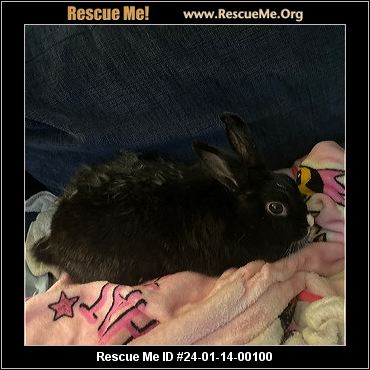 - Massachusetts Rabbit Rescue - ADOPTIONS - Rescue Me!