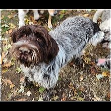 Wirehaired pointing griffon sales mn