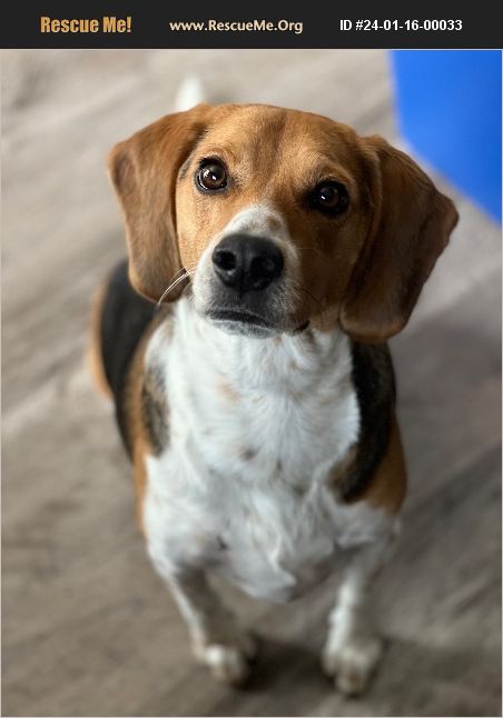 ADOPT 24011600033 ~ Beagle Rescue ~ West Jefferson, OH