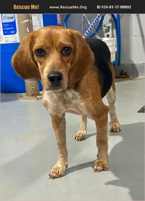 ADOPT 24011700092 ~ Beagle Rescue ~ Madison, GA