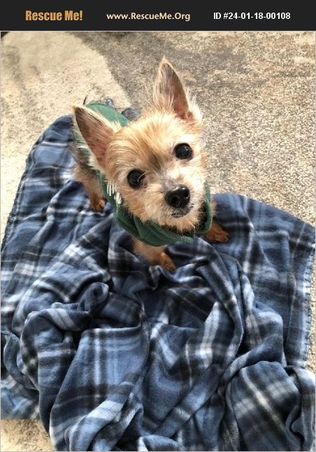 ADOPT 24011800108 ~ Yorkie Rescue ~ Wilmington, NC