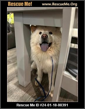 - Pennsylvania Chow Chow Rescue - ADOPTIONS - Rescue Me!