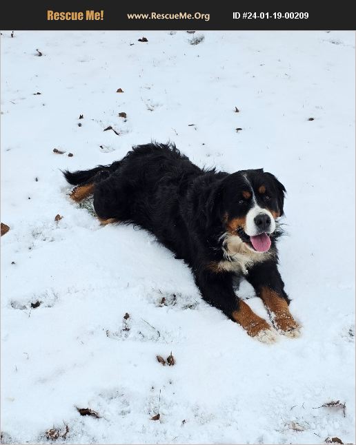 ADOPT 24011900209 ~ Bernese Mountain Dog Rescue ~ Denver, IN