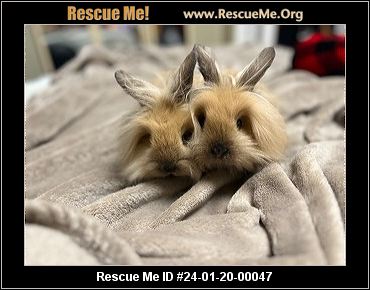 - Pennsylvania Rabbit Rescue - ADOPTIONS - Rescue Me!