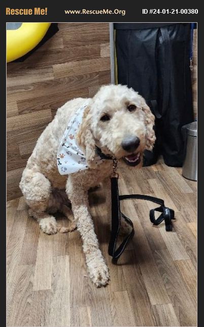 Wichita Kansas Rescue ADOPT 24012100380 ~ Poodle Rescue ~ Wichita, KS