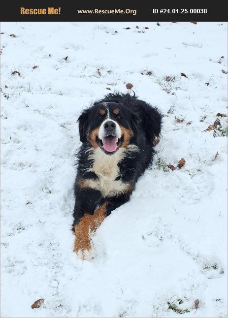 ADOPT 24012500038 ~ Bernese Mountain Dog Rescue ~ Denver, IN