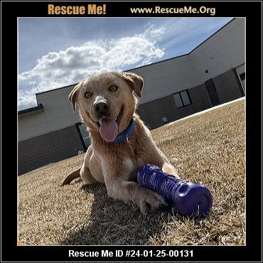 - Utah Dog Rescue - ADOPTIONS - Rescue Me!