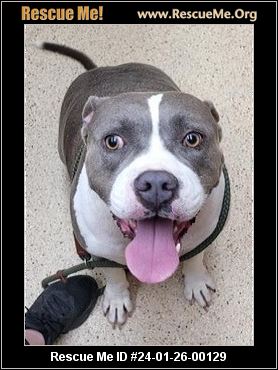 - Texas Pit Bull Rescue - ADOPTIONS - Rescue Me!