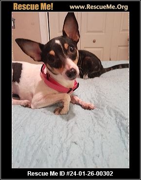 - Florida Fox Terrier Rescue - ADOPTIONS - Rescue Me!