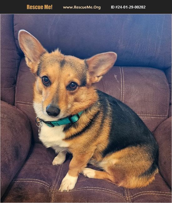 ADOPT 24012900282 ~ Corgi Rescue ~ Fairfield, TX