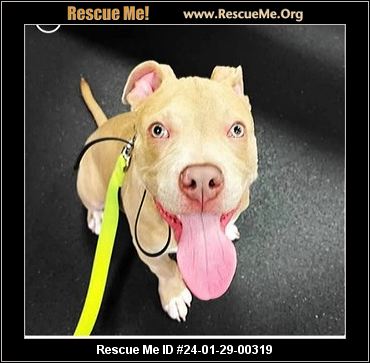 - Delaware Dog Rescue - ADOPTIONS - Rescue Me!