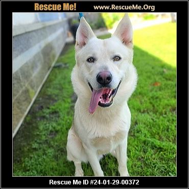 - California Siberian Husky Rescue - ADOPTIONS - Rescue Me!