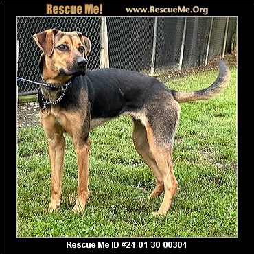 - South Carolina German Shepherd Rescue - ADOPTIONS - Rescue Me!