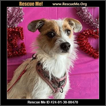 - Amazing Dogs - Carlsbad, CA - AVAILABLE PETS