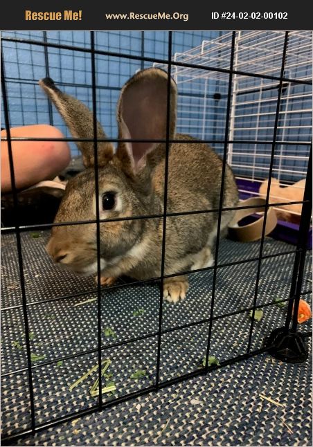 Fort Ord Rabbits ADOPT 24020200102 ~ Rabbit Rescue ~ Fort Worth, TX
