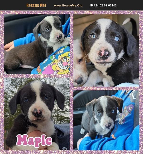 ADOPT 24020200440 ~ Lab Rescue ~ Cherokee County, SC