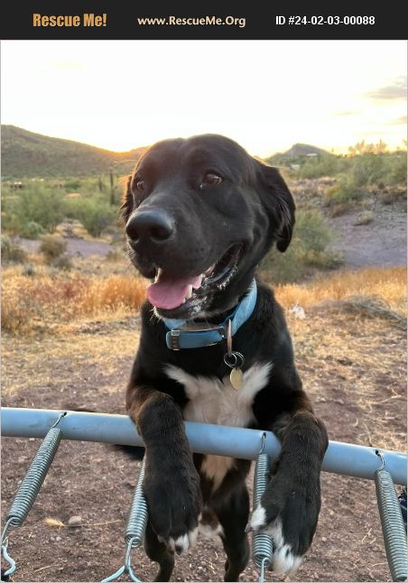 ADOPT 24020300088 ~ Lab Rescue ~ Phoenix, AZ