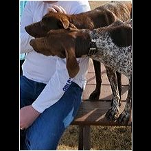 German shorthair best sale rescue colorado