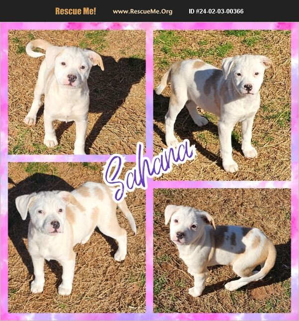ADOPT 24020300366 ~ Lab Rescue ~ Cherokee County, SC