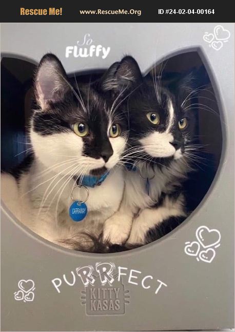 Ooglecat Rescue ADOPT 24020400164 ~ Domestic Cat Rescue ~ Tarzana, CA