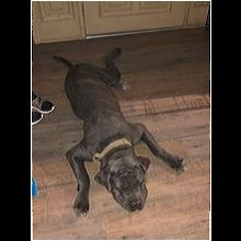 Neapolitan mastiff rescue near hot sale me