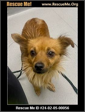 - North Carolina Dog Rescue - ADOPTIONS - Rescue Me!