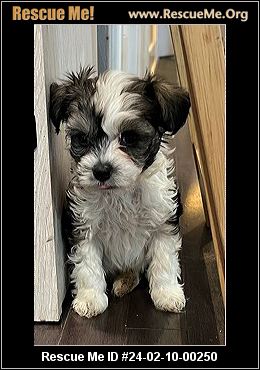 Wisconsin Rescue Dogs - Wisconsin Dog Rescue - ADOPTIONS - Rescue Me!