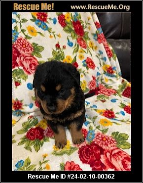 - Oregon Rottweiler Rescue - ADOPTIONS - Rescue Me!