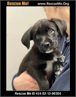 - New Jersey Dog Rescue - ADOPTIONS - Rescue Me!