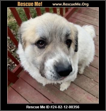 - Ohio Dog Rescue - ADOPTIONS - Rescue Me!