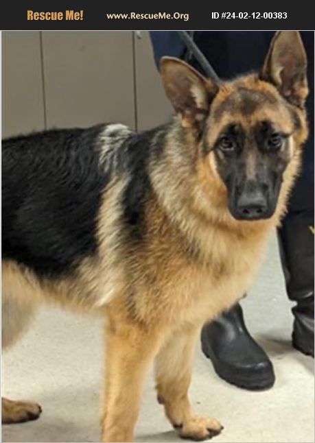 ADOPT 24021200383 ~ German Shepherd Rescue ~ Van Nuys, CA