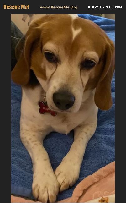 ADOPT 24021300194 ~ Beagle Rescue ~ Bella Vista, AR