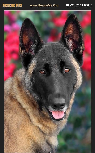 ADOPT 24021400010 ~ Belgian Malinois Rescue ~ Los Angeles, CA