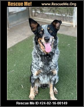 Queensland Heeler Rescue Sacramento