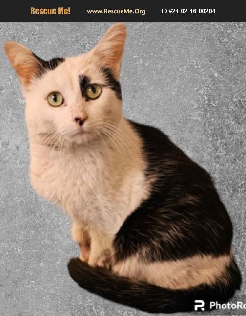 Ooglecat Rescue ADOPT 24021600204 ~ Domestic Cat Rescue ~ New Castle, IN