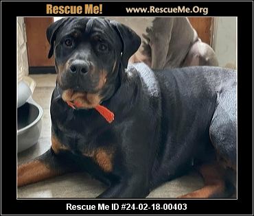 - Oregon Rottweiler Rescue - ADOPTIONS - Rescue Me!