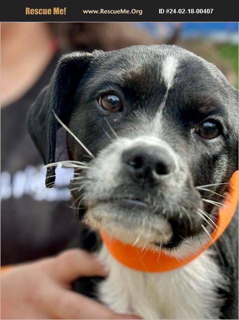 ADOPT 24021800407 ~ Norfolk Terrier Rescue ~ Raleigh, NC