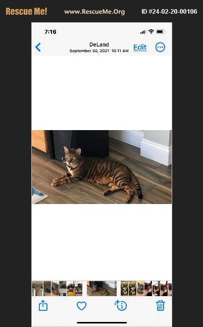 ADOPT 24022000106 ~ Toyger Rescue ~ Deland, FL