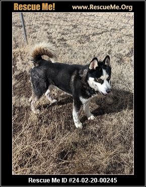 - Round Valley Animal Rescue - Springerville, AZ - AVAILABLE PETS