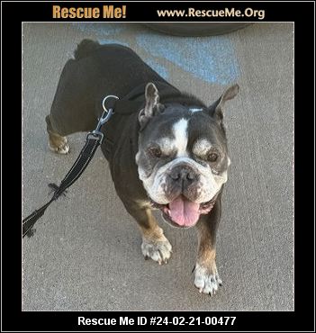Oklahoma Rescue - Oklahoma Dog Rescue - ADOPTIONS - Rescue Me!