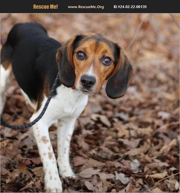 ADOPT 24022200135 ~ Beagle Rescue ~ Lyndhurst, VA