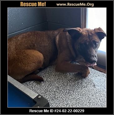 - Oklahoma Mutt Rescue - ADOPTIONS - Rescue Me!