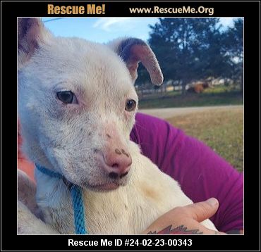 - Connecticut Dog Rescue - ADOPTIONS - Rescue Me!