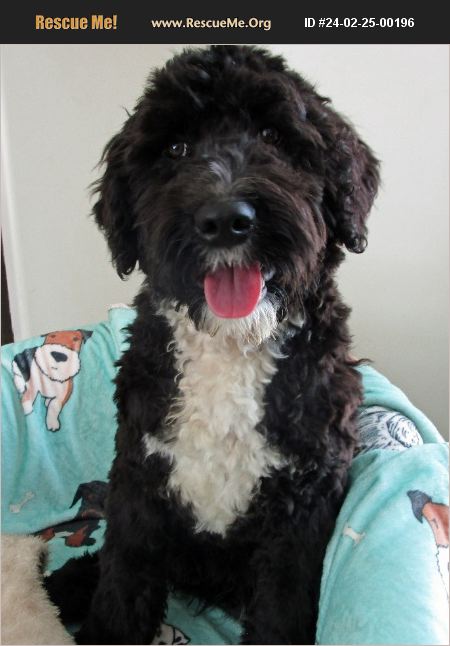 ADOPT 24022500196 ~ Portuguese Water Dog Rescue ~ Grovertown, IN