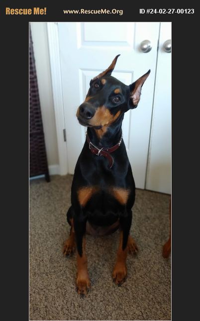 ADOPT 24022700123 ~ Doberman Pinscher Rescue ~ Indianapolis, IN